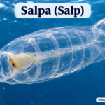 Salpa: Classification, Characteristics of Salpa, adaptations