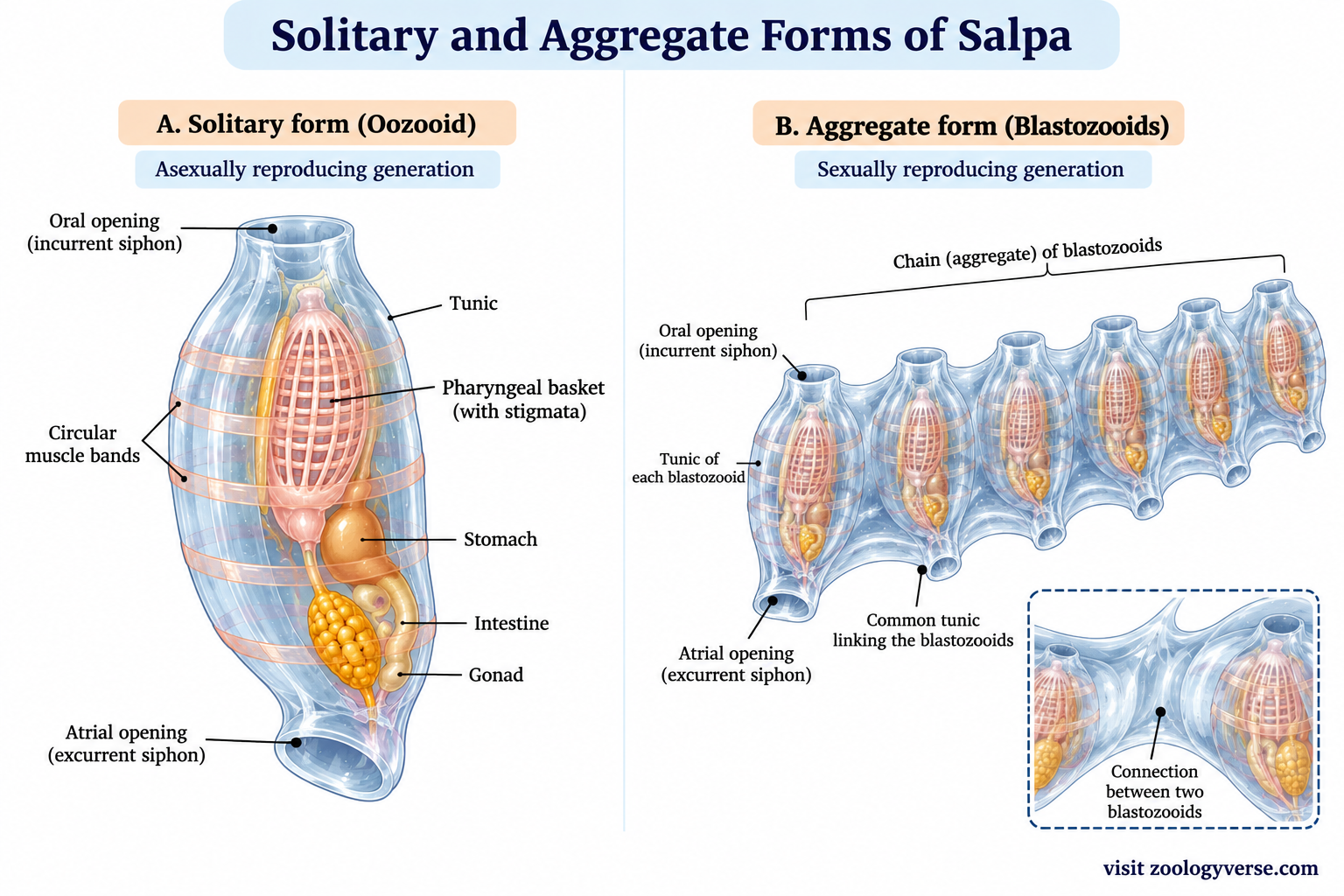 Solitary and Aggregate Forms of Salpa