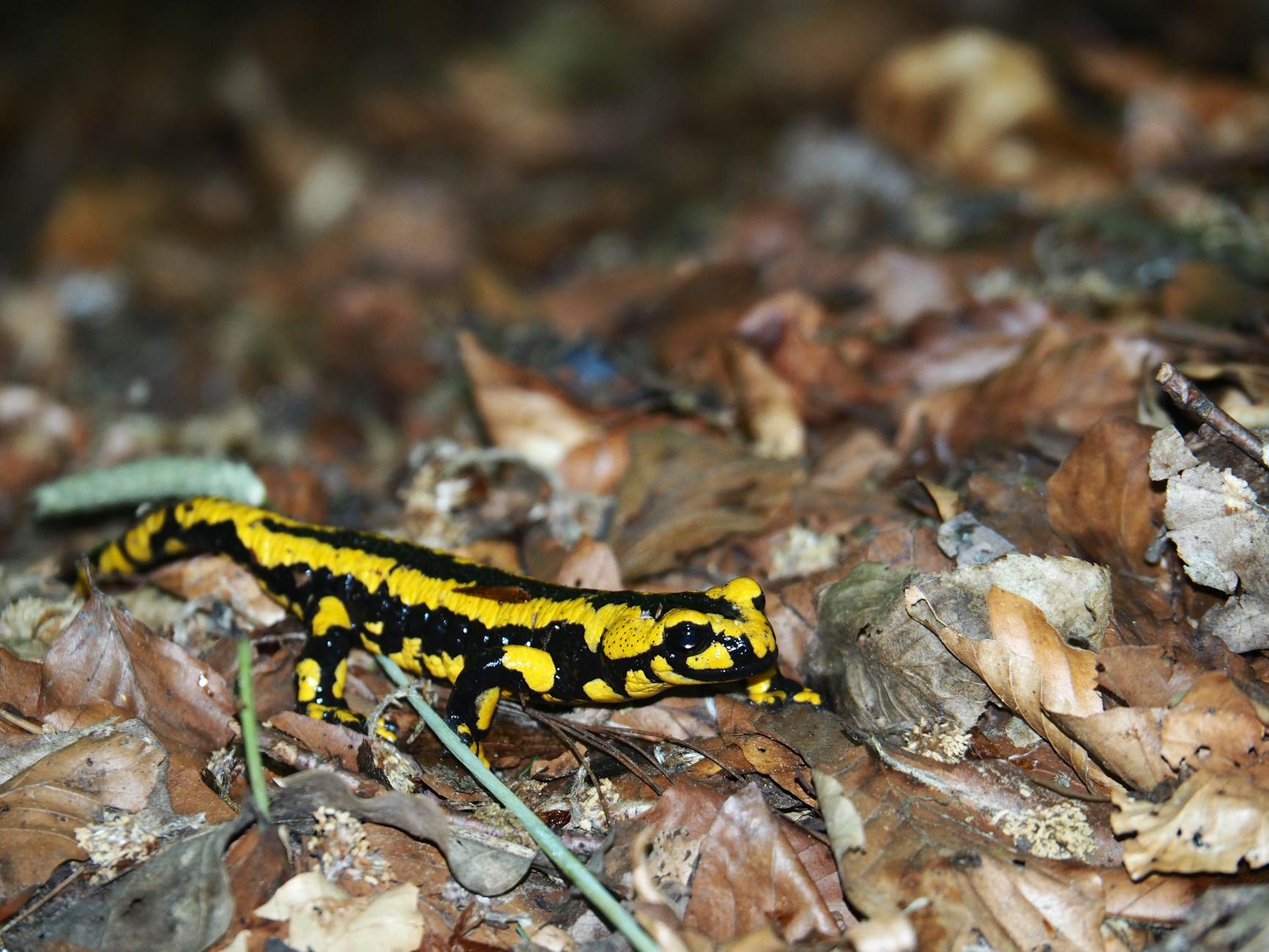  Amphibians | Characteristics, Life Cycle, & Facts