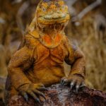 Reptile | Definition, Characteristics, Examples, & Facts