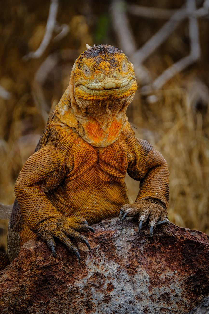 Reptiles 
