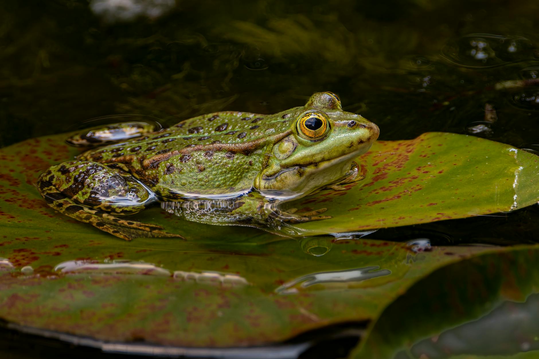  Amphibians | Characteristics, Life Cycle, & Facts