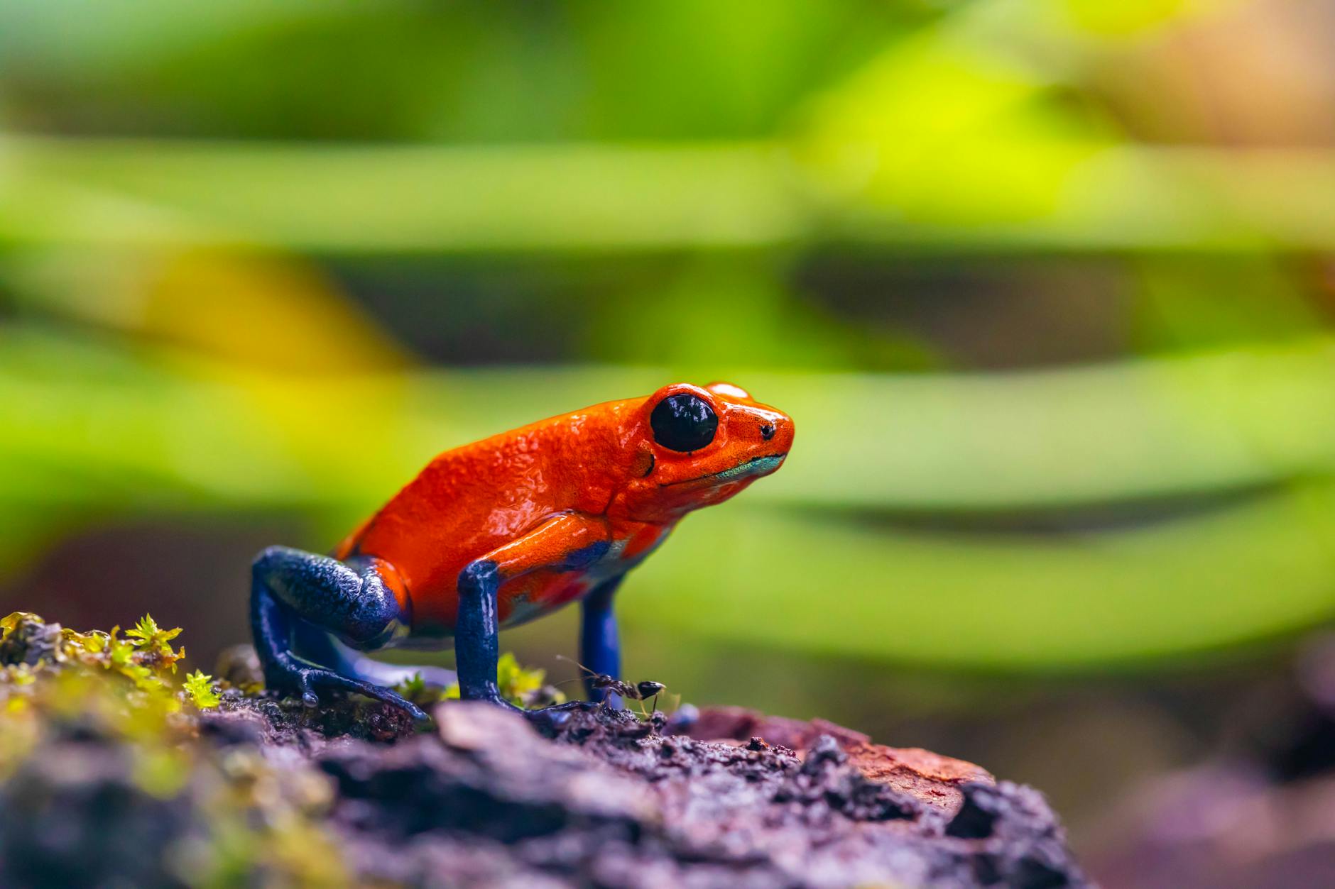 Amphibians | Characteristics, Life Cycle, & Facts