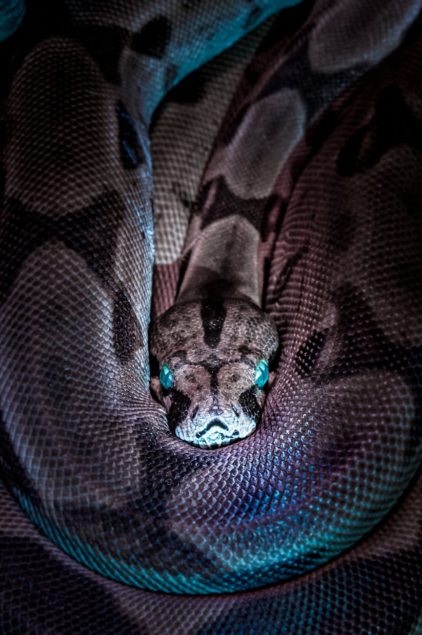 reptile