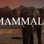 What Are Mammals? Definition, Characteristics