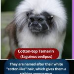 Cotton-top Tamarin ((Saguinus oedipus))