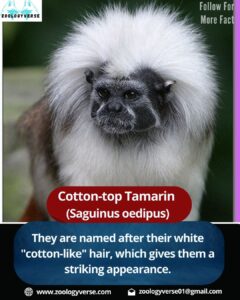 Cotton-top Tamarin ((Saguinus oedipus))
