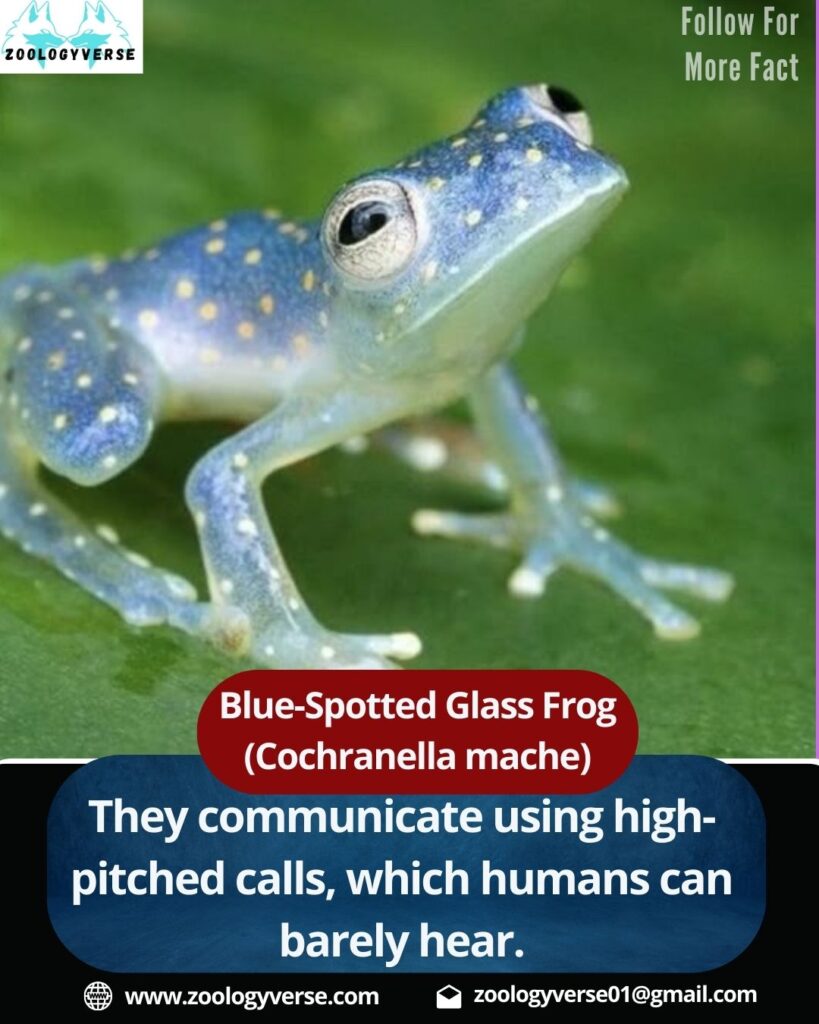 Blue-Spotted Glass Frog (Cochranella mache)