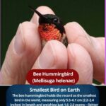 Bee Hummingbird : The World’s Smallest Bird