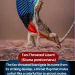 Fan-Throated Lizard (Sitana ponticeriana)