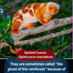Spotted Cuscus (Spilocuscus maculatus): The ghost of the rainforest