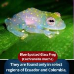 Blue-Spotted Glass Frog (Cochranella mache)