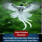 The Asian Paradise Flycatcher