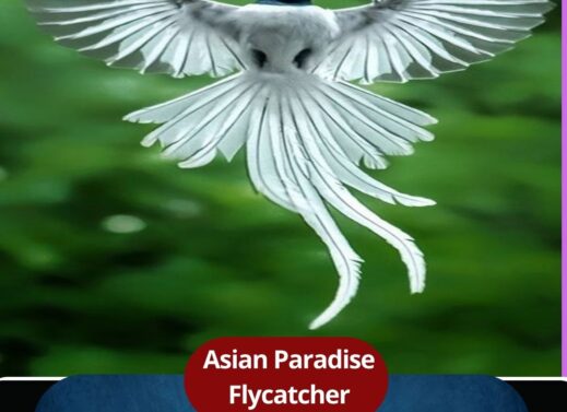 The Asian Paradise Flycatcher