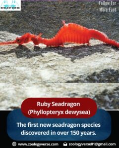 10 Recently Discovered Animal Species That Will Blow Your Mind