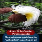 Greater Bird-of-Paradise (Paradisaea apoda) – Facts, Habitat, Behavior & Conservation