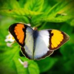 Butterfly | Study of Butterflies