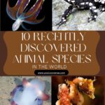 10 Recently Discovered Animal Species That Will Blow Your Mind