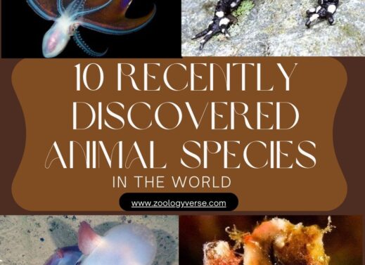 10 Recently Discovered Animal Species That Will Blow Your Mind