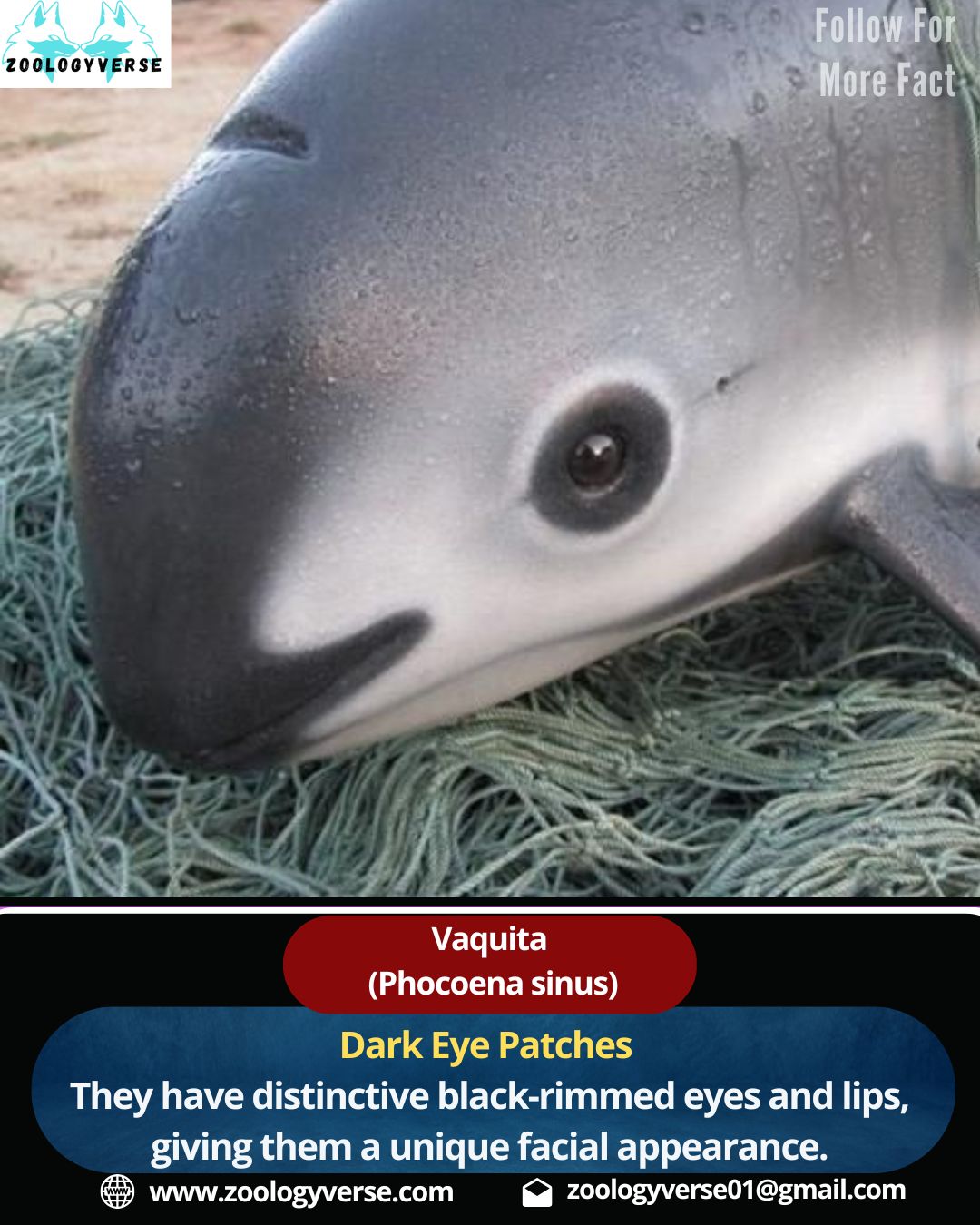 Vaquita : The World’s Most Endangered Marine Mammal | Zoologyverse