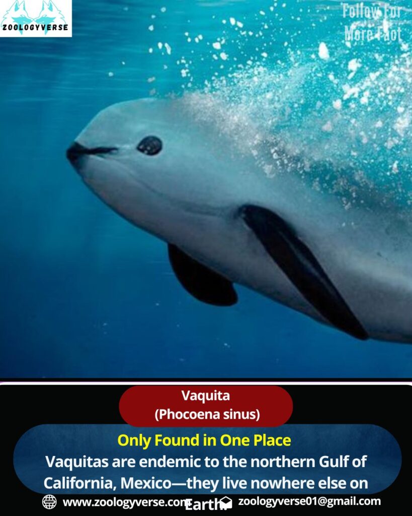 World’s Most Endangered Marine Mammal