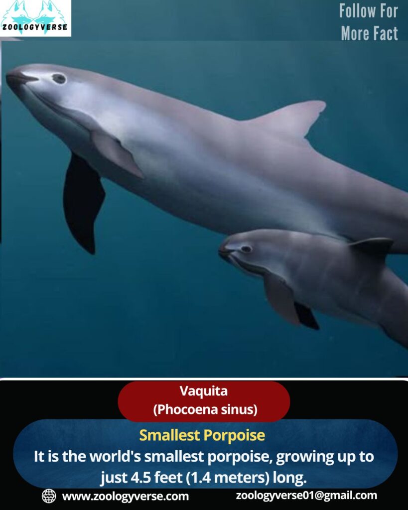 World’s Most Endangered Marine Mammal