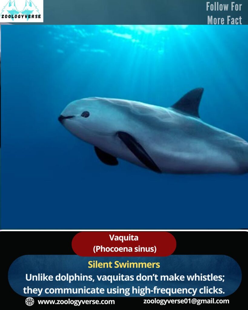 World’s Most Endangered Marine Mammal