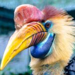 Introduction to Aves (Birds)