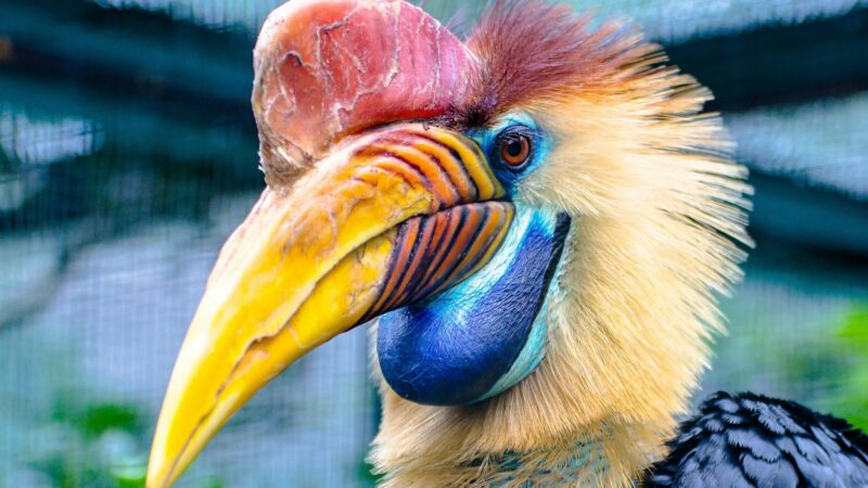 Introduction to Aves (Birds)