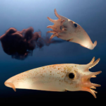 The Coolest Deep-Sea Animals