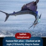 Sailfish The Fastest Fish in the Ocean