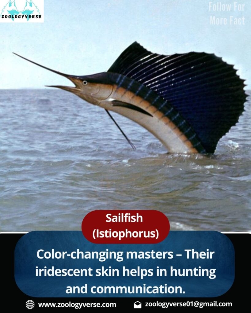 Sailfish The Fastest Fish in the Ocean