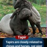 Tapir: The Mysterious Herbivore of the Rainforest