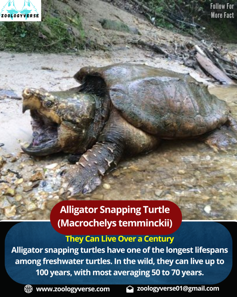Alligator Snapping Turtle (Macrochelys temminckii)