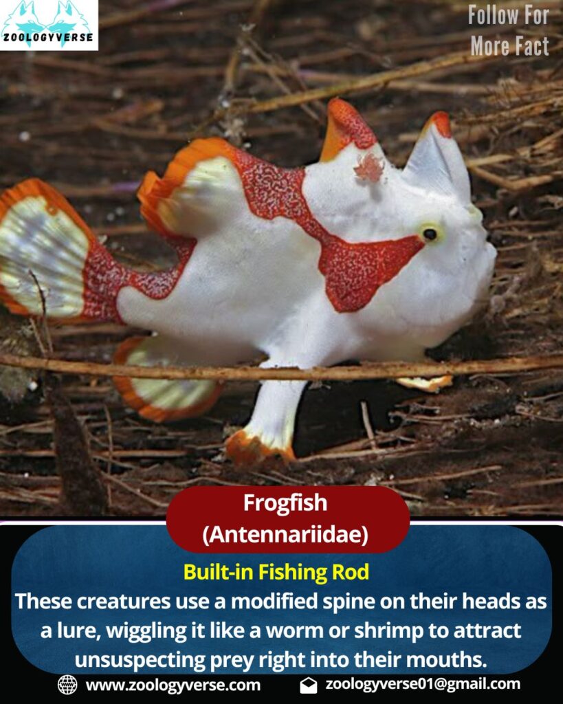 Frogfish (Antennariidae)