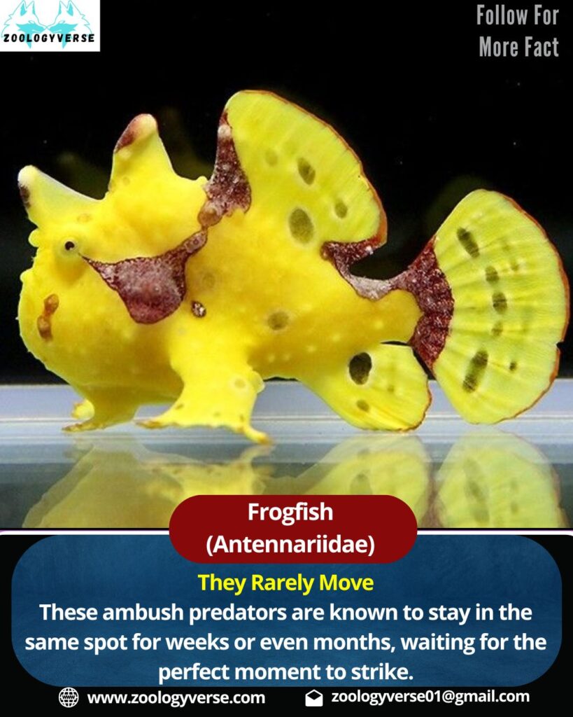 Frogfish (Antennariidae)