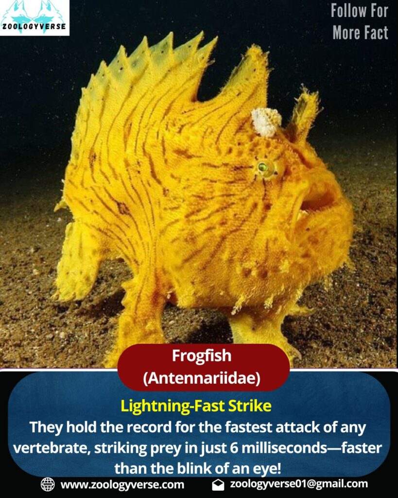 Frogfish (Antennariidae)