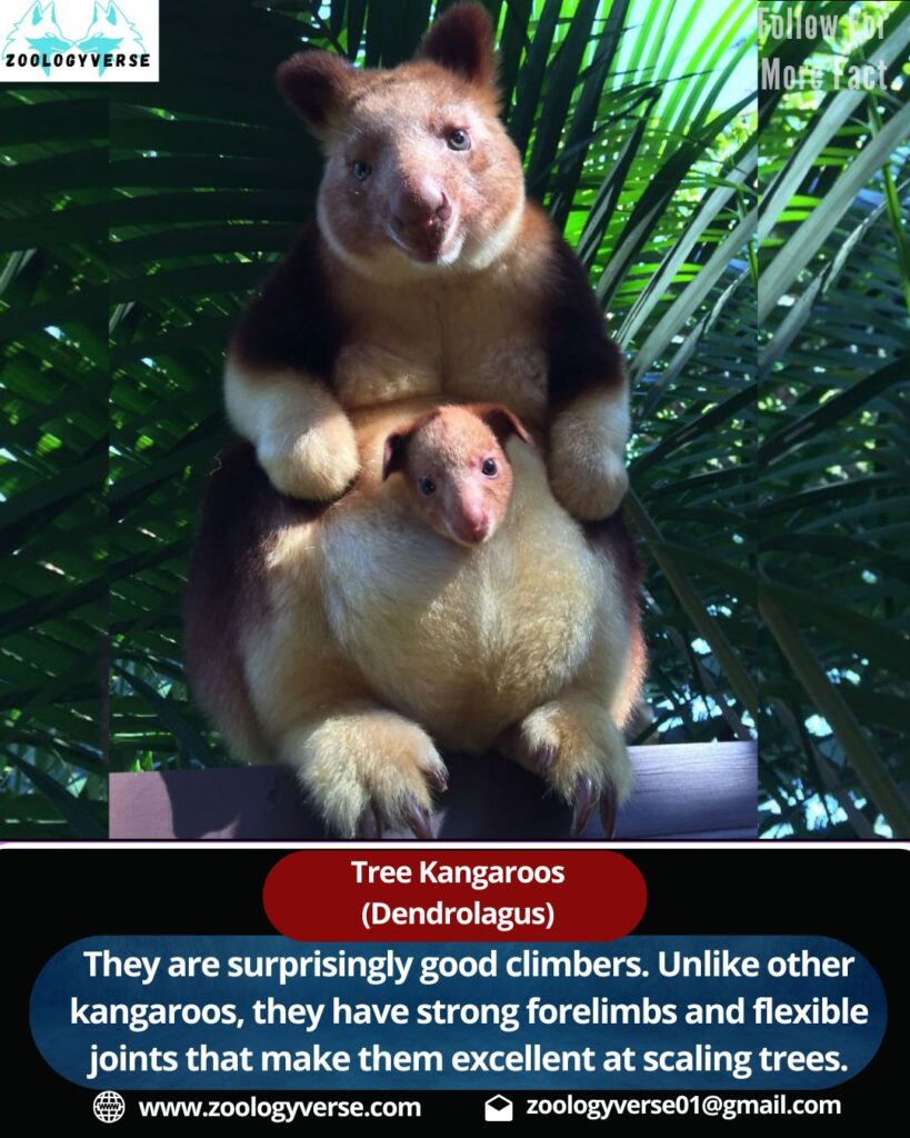 Tree kangaroos (Dendrolagus)