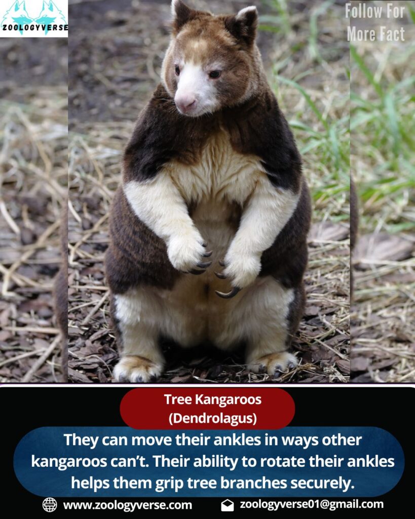 Tree kangaroos (Dendrolagus)
