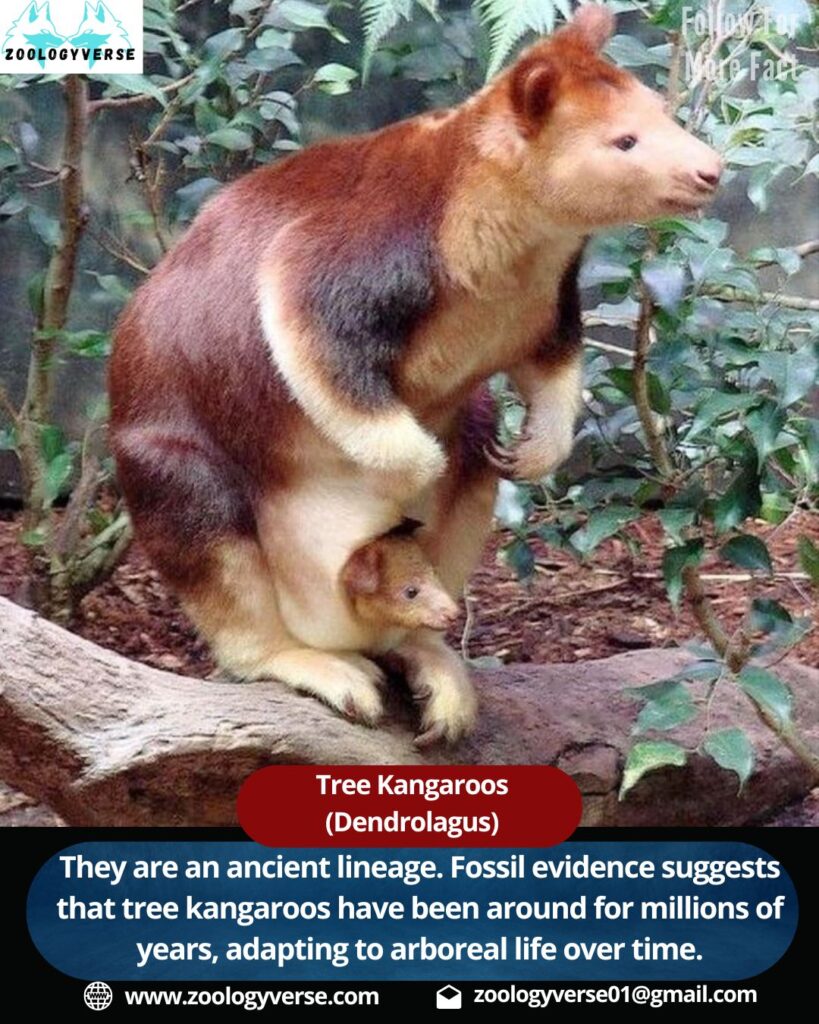 Tree kangaroos (Dendrolagus)