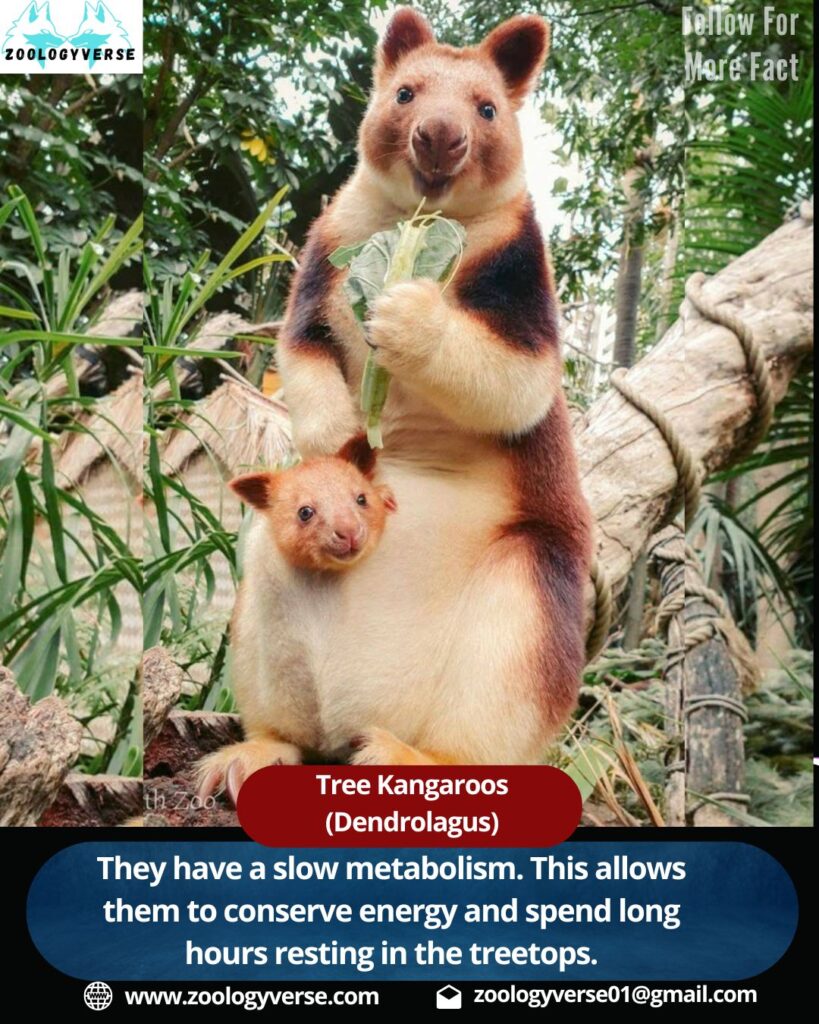 Tree kangaroos (Dendrolagus)