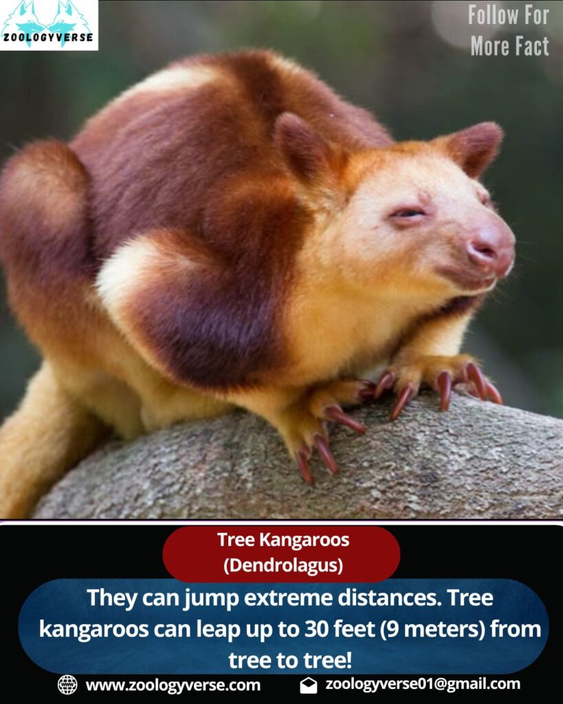 Tree kangaroos (Dendrolagus)
