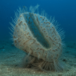 Classification of Pheronema