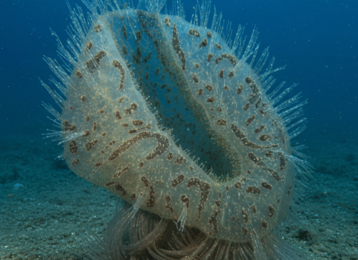 Pheronema
