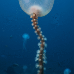 Classification of Hyalonema