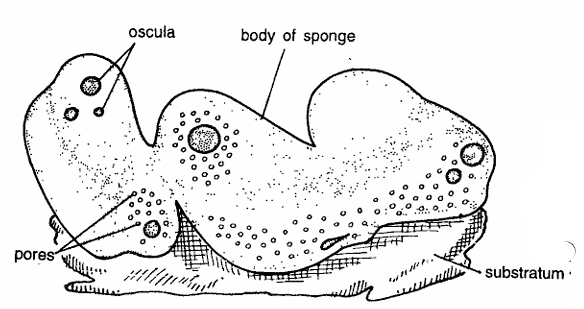 Chondrilla : Classification, Habitat, Distribution, Characteristics, and Identification