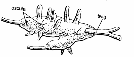 Spongilla: Classification, Habitat, Characteristics
