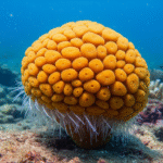 Tethya: Classification, Habitat, Characteristics