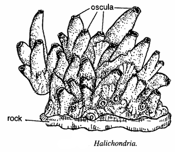Classification of Halichondria