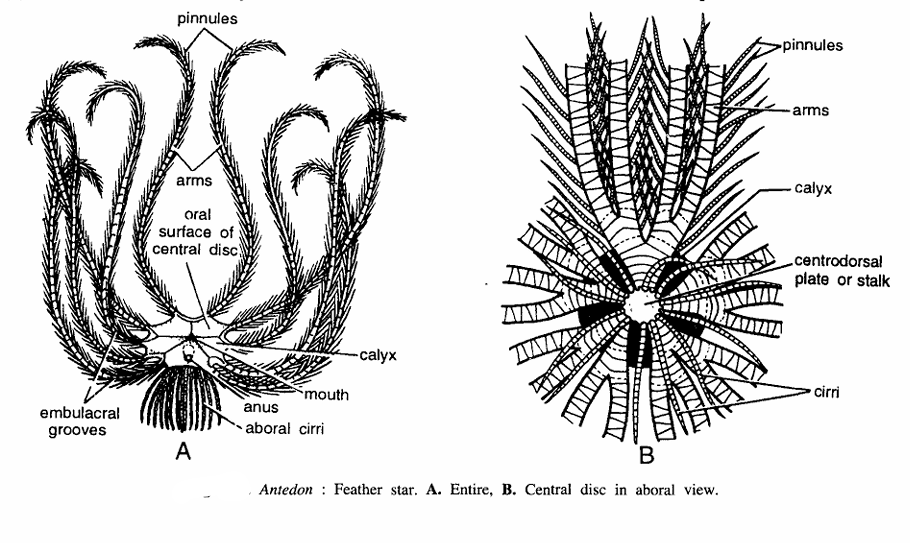 Antedon (Feather stars)